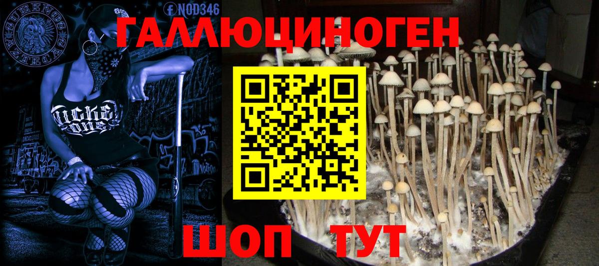 Галлюциногенные грибы Psilocybe  цены   Нарткала  Вход с VPN 